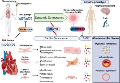 Anthracycline-induced cardiotoxicity and senescence